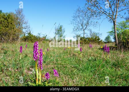 Prato con orchidea viola in fiore Foto Stock