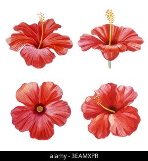 Set acquerello ibisco. Fiori tropicali rossi e gemme isolati sul bianco. Clipart botanico dipinto a mano. Per gli inviti di matrimonio, confezionamento cosmetico Foto Stock