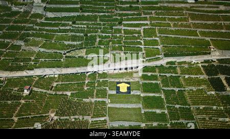 Veduta aerea dei vigneti terrazzati che scendono lungo le colline, intervallati da strade e da un edificio unico, Bourg-en-Lavaux, Vaud, Svizzera. Foto Stock