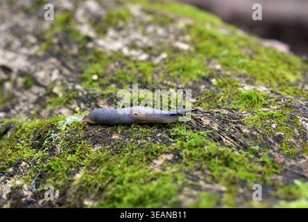 Banded Slug (Arion fasciatus) strisciando su tronchi ricoperti di muschio nella foresta Foto Stock