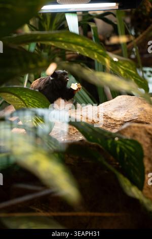 piccola scimmia tamarin nera arroccata su una roccia illuminata dal sole in mezzo a fitte fogliame tropicale, che tiene un pezzo di frutta sotto una calda luce esterna, intimo zoo h Foto Stock