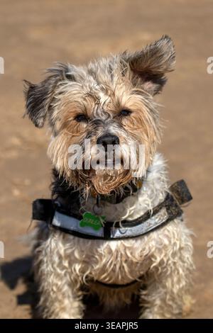 Little Noddy ama giocare a fetch mentre insegue la sua palla sulla spiaggia di Ainsdale, Foto Stock
