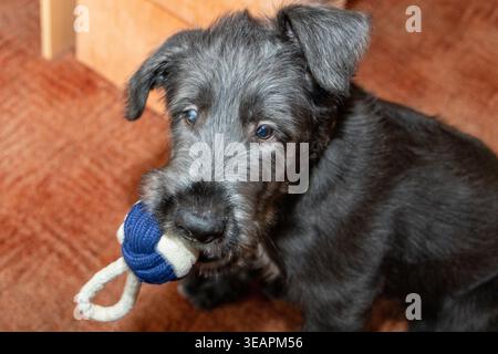 Cucciolo di wolfhoud irlandese due mesi Foto Stock