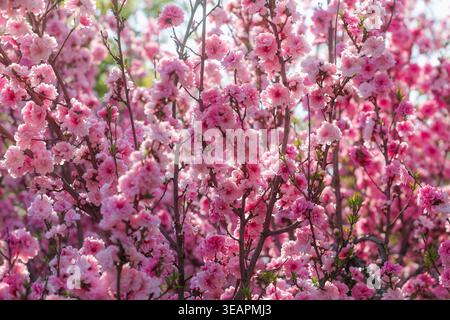 I fitti fiori di ciliegio rosa fioriscono sui rami degli alberi alla luce del sole primaverile. Foto Stock