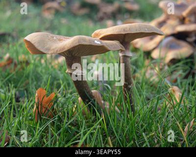 Funghi del miele Armillaria ostoyae funghi Foto Stock