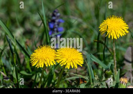 Un primo piano di leoni in fiore, con un gruppo di fiori blu sullo sfondo. L'immagine cattura il giallo vibrante dei leoni, SYM Foto Stock