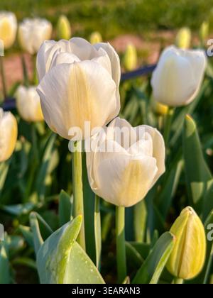 Tulipani bianchi in un campo in una giornata di sole in primavera, vista verticale Foto Stock