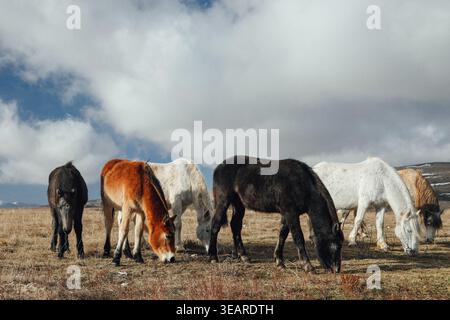 Gruppo di cavalli selvatici che pascolano pacificamente su praterie asciutte. Foto Stock