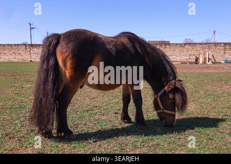 Un bellissimo pony marrone scuro, che indossa un semplice halter, viene catturato in un profilo laterale a tutto il corpo mentre pascolano tranquillamente sull'erba verde in un campo aperto. Foto Stock