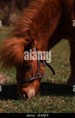 Uno scatto ravvicinato e dettagliato di un affascinante pony bruno che indossa una mezza pascolando tranquillamente su una fresca e vibrante erba verde in un pascolo all'aperto illuminato dal sole. Il Foto Stock