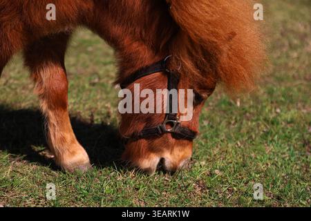 Uno scatto ravvicinato di un cavallo marrone in miniatura con una morbida criniera e un cappotto, che indossa un halter nero, mentre pascolano tranquillamente su una lussureggiante erba verde in un sole Foto Stock