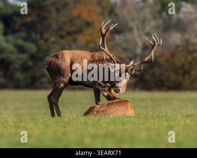 Red Deer Stag e Hind Foto Stock