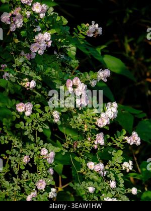 fiore rosa in piena fioritura illuminato dalla luce del sole del tramonto Foto Stock