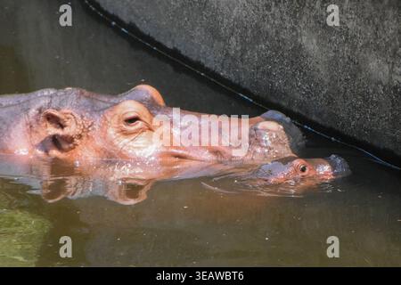 Thailandia. 23 aprile 2026. Un ippopotamo bambino nuota accanto a sua madre all'interno di un recinto dello zoo di Chiang mai a Chiang mai, Thailandia, 23 aprile 2026. Il neonato ippopotamo, nato il 14 aprile 2026, è la progenie di un maschio di nome "Veerachon" e di una femmina di nome "Mayom". Credito: SOPA Images Limited/Alamy Live News Foto Stock