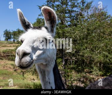 Lama all'Eureka Springs Safari Park. Foto Stock
