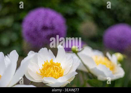 Primo piano di peonia bianca in fiore (paeonia), che mostra delicati petali contro fiori di allium viola sfocato, creando un'incredibile mostra di vivaci colori Foto Stock