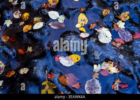 Foglie autunnali colorate sparse tra rocce bagnate e acque poco profonde Foto Stock