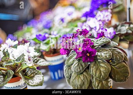 Fiori di viola, rosa brillante e bianco africani di fiori di viola o di Saintpaulia. Raccolta delle violette Foto Stock