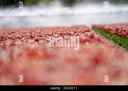 Campi di tulipani rossi in piena fioritura nei Paesi Bassi Foto Stock