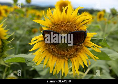 Girasole con occhiali da sole sul campo, divertente modello floreale che si posa come influencer estivo, petali gialli vibranti, testa di semi testurizzata, lenti scure che riflettono luce soffusa, profondità di campo bassa, Foto Stock