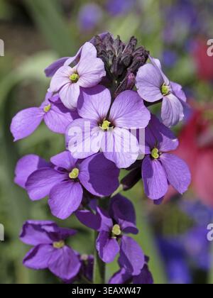 Erysimum linifolium "Bowles mauve", lacca oro, celandina Foto Stock