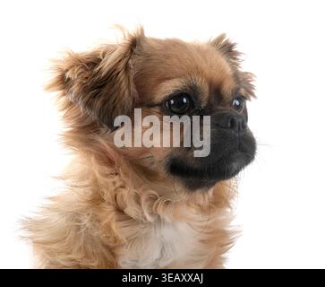 Tibetan spaniel davanti a uno sfondo bianco Foto Stock