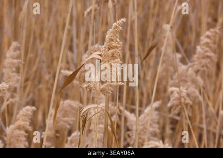 Erba di canna asciutta con soffici semi che oscillano nel vento invernale, sfondo testurizzato naturale, toni tenui, dettagli ecologici del paesaggio all'aperto Foto Stock