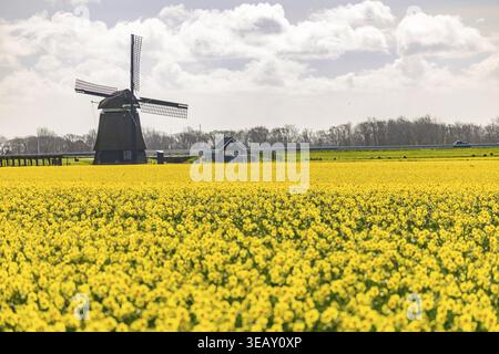 Campo con narcisi in fiore gialle (Narcissus) e un mulino a vento sullo sfondo, Schagen, Olanda settentrionale, Paesi Bassi Foto Stock