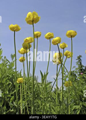 Trollius europaeus, fiore europeo di troll Foto Stock