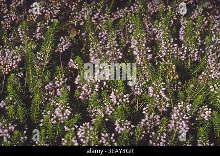 Erica Vagans Mrs. D. F. Maxwell' Cornwallheide Foto Stock