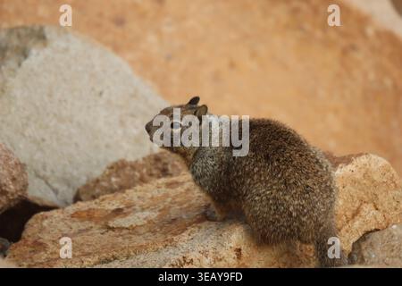 Scoiattolo arroccato su una roccia Foto Stock
