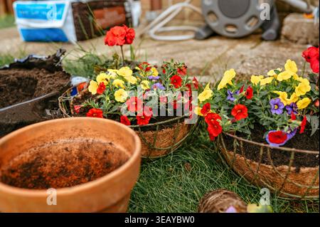 Fiori primaverili luminosi disposti in contenitori da giardino sull'erba Foto Stock