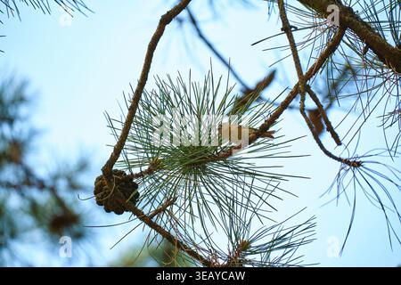 Cresta dorato con corona gialla arroccato sul ramo di pino, vista dall'alto dall'angolo basso, luce naturale soffusa che mette in risalto i piccoli uccelli nell'habitat sempreverde Foto Stock