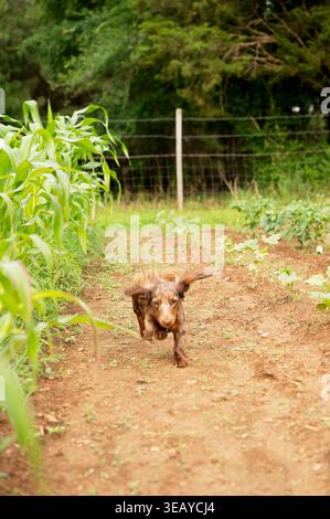 Dachshund che corre lungo un sentiero sterrato in una fattoria con giardino sul retro Foto Stock