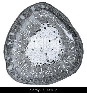Microfotografia ottica di cotone stelo sezione vista attraverso il microscopio Foto Stock
