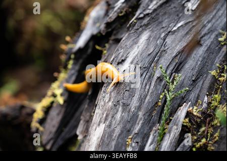 Lumazza gialla luminosa sulla corteccia degli alberi Foto Stock
