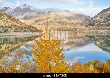 Larici dorati affacciati sul lago Montespluga in autunno, Lombardia, Italia, con riflessi montani che si specchiano nelle calme acque alpine. Foto Stock
