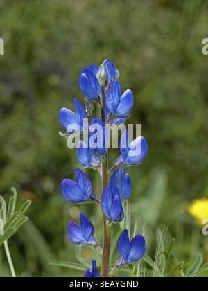 Lupinus angustifolius, Narrowleaf Lupine, Blue Lupine - Lupinus angustifolius, Narrowleaf lupino, Blue lupine Foto Stock