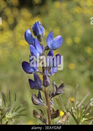 Lupinus angustifolius, Narrowleaf Lupine, Blue Lupine - Lupinus angustifolius, Narrowleaf lupino, Blue lupine Foto Stock