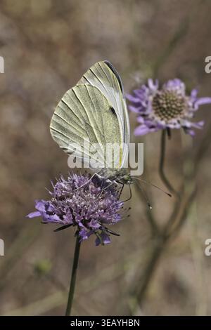 Pieris brassicae, Big Cabbage White - Pieris brassicae, Large White, Cabbage White, White Cabbage Butterfly Foto Stock