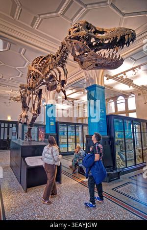 Ricostruzione dell'osso di dinosauro al Manchester Museum, Manchester in Inghilterra, Regno Unito. Il dinosauro è un Tyrannosaurus rex ed è spesso indicato come "Stan". Foto Stock