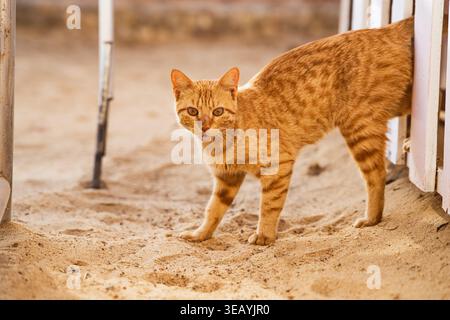 Gatto di zenzero in piedi su sabbia testurizzata, sbirciando da dietro una recinzione di legno con espressione curiosa e pelliccia a righe, catturando un momento di un arabi Foto Stock