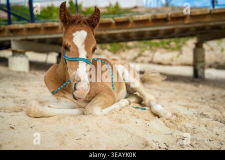 Foal riposa pacificamente sulla calda spiaggia di sabbia di marsa Alam, egitto, indossa una mezza azzurra e goditi un momento di relax sulla costa sotto un c Foto Stock