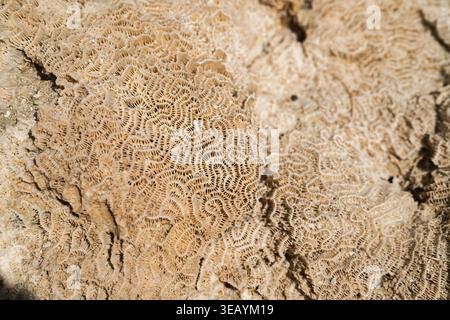 Fossili di corallo cerebrale che creano uno sfondo naturale, mostrando secoli di formazione geologica e degradazione, che si trova nell'arida coa del mare rosso Foto Stock