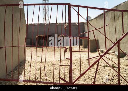 Cancello di metallo rosso in rovina che chiude un recinto di sabbia con due cavalli in piedi all'interno, mostrando temi di confinamento e vita rurale in un rustico Foto Stock
