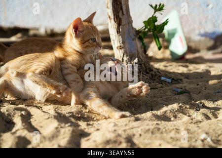 Due gattini di zenzero stanno giocando sulla sabbia accanto a un tronco di albero in marsa Alam, uno che balza scherzosamente sull'altro mentre apre la bocca in un playf Foto Stock
