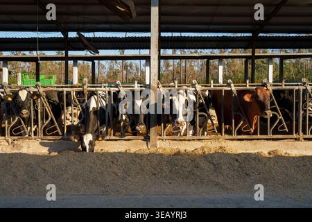 Mucche che mangiano foraggio dietro recinzioni metalliche in un grande fienile all'aperto in un caseificio Foto Stock