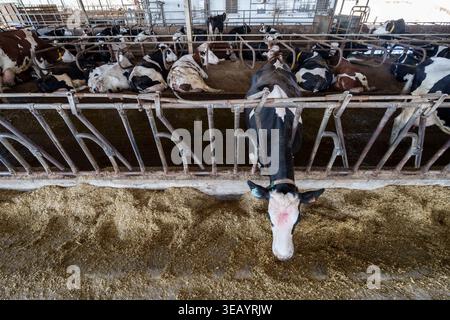 Gruppo di vacche da latte Holstein che riposano e nutrono in una moderna struttura fienile all'interno di un allevamento di bestiame Foto Stock