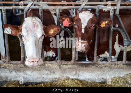 Due vacche da latte marroni e bianche con etichette auricolari che guardano attraverso un cancello metallico in una stalla industriale Foto Stock