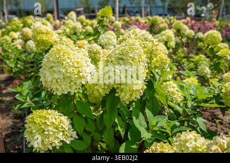 ortensia verde panicolo. Grandi gruppi di ortensie giallastre verdi riempiono il giardino. Vista ravvicinata Foto Stock
